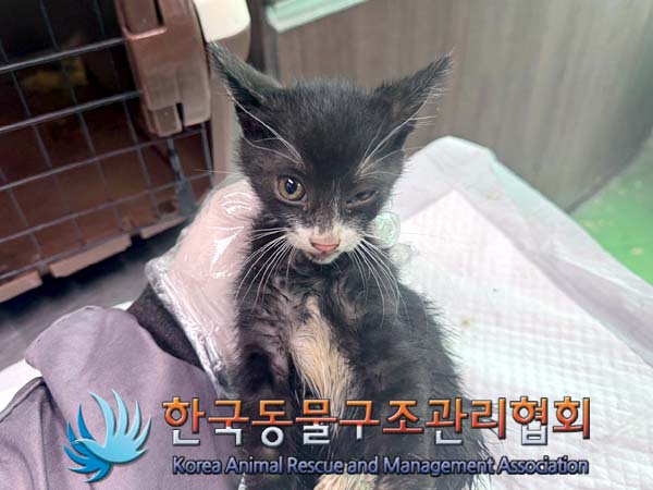 한국동물구조관리협회_441392202400186